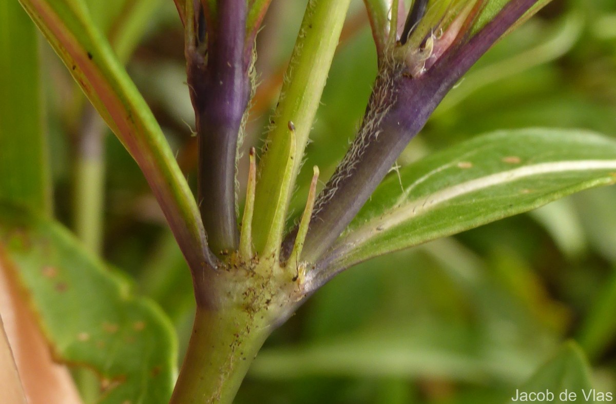 Knoxia spicata (Thwaites ex Trimen) Ridsdale